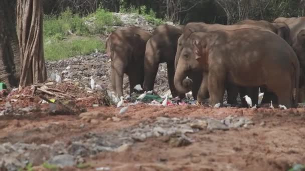 Group Elephants Eating Trash Together Garbage Dump — Vídeos de Stock