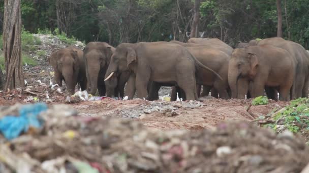 Group Elephants Stand Together Eating Trash Plastic Garbage Dump — Vídeo de Stock