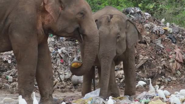 Group Elephants Eat Trash Plastic Garbage Dump — Vídeo de Stock