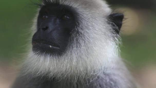 Close Face Langur Monkey Sitting Looking Jungle — 图库视频影像