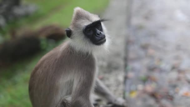 Small Langur Monkey Sits Alone Next Stone Walking Path — Stock Video