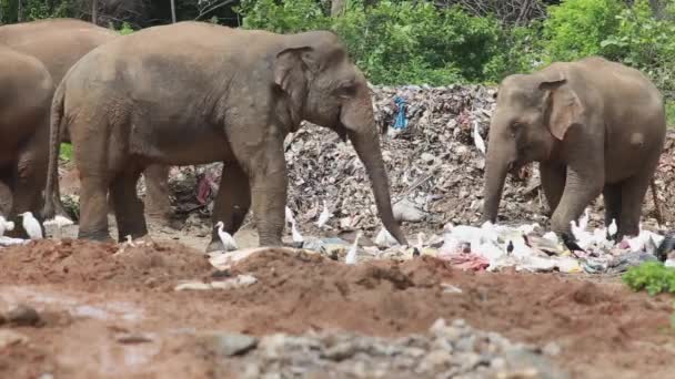 Group Elephants Eat Trash Together Garbage Dump — Stockvideo