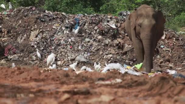 Large Elephant Eats Trash Garbage Dump White Birds — Vídeos de Stock