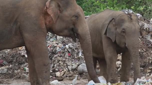 Group Elephants Eat Trash Garbage Dump White Birds Them — Stockvideo