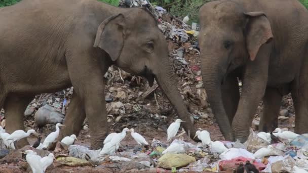 Trash Elephants Eating Plastic Together Group White Birds — Stockvideo