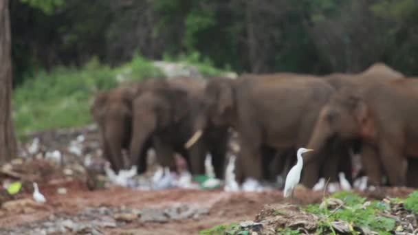 Group Elephants Stand Together Eating Trash Plastic White Birds Nearby — Stockvideo