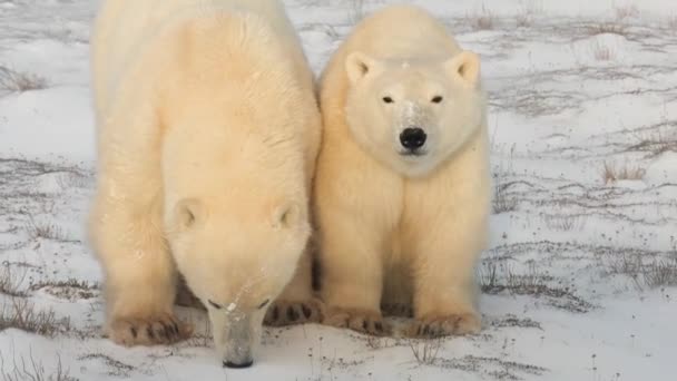 Young Polar Bears Snowy Plain — Wideo stockowe