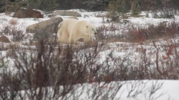 Big Male Polar Bear Wandering Rocky Winter Terrain — Stockvideo