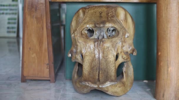 Large Aged Elephant Skull Sits Floor Natural History Museum — Stockvideo