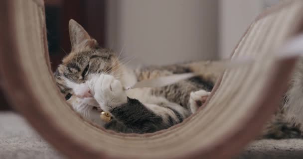 Cat Playing Christmas Bell Toy — Stock video