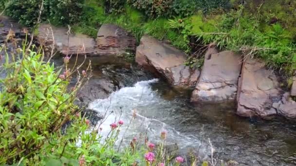 River Boscastle Village Cornwall England Stream Water Flowing Limestone Green — Stockvideo