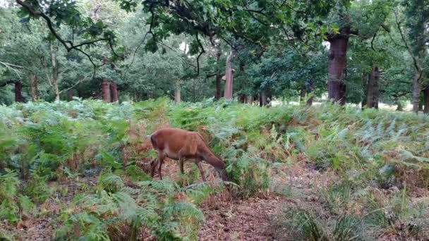 Female Deer Seen Very Close Area Surrounded Trees Eating Acorn — 图库视频影像