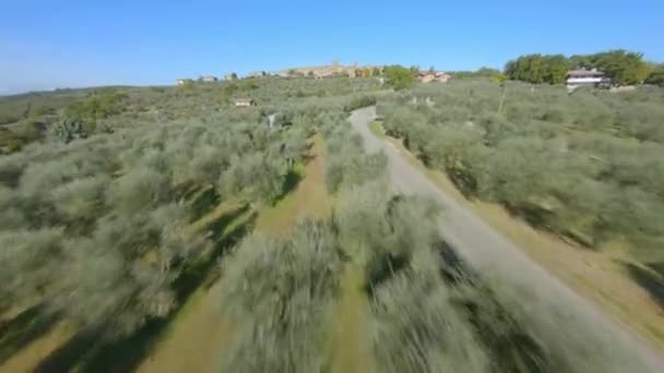 Aerial Dolly Forward Olive Trees Vineyards Tuscany Italy — Video