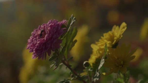 Bir Arı Ile Mor Çiçek — Stok video