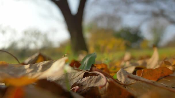 Falling Leaf Tree Autumn — Vídeo de Stock