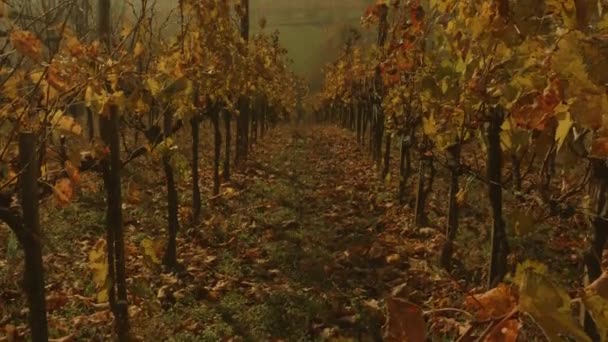 Vineyard Fields Beautiful Autumn Day — Stok Video