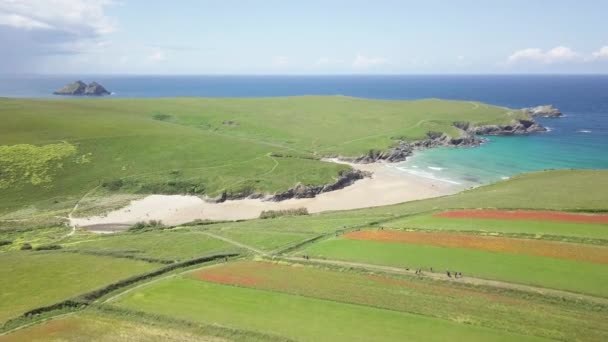 Tourists Walking Beautiful Poppy Fields West Pentire Kelsey Head Poly — Wideo stockowe