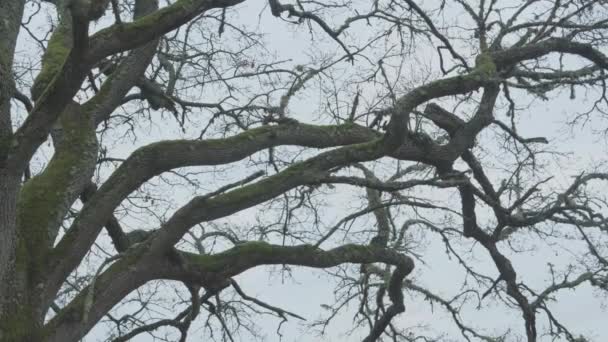 Big Old Tree Many Branches — Stockvideo