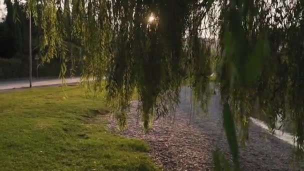 Sun Rays Illuminating Weeping Willow Branches Leaves Backlit Morning Light — Vídeo de Stock