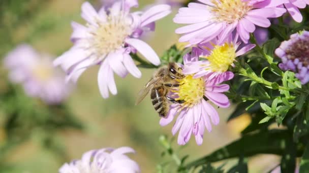 Close Honey Bee Flying Flowers Slow Motion — Video