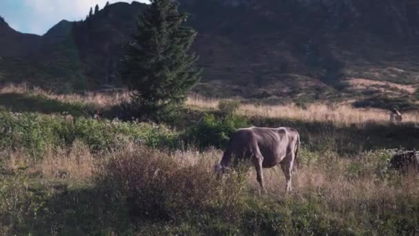 Val Gardena Dolomites Italy Cow Calf Pasture Field Quality Food — Vídeo de stock