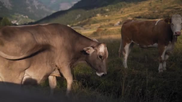 Closeup Portrait Cow Val Gardena Dolomites Italy Group Cows Calves — Stockvideo