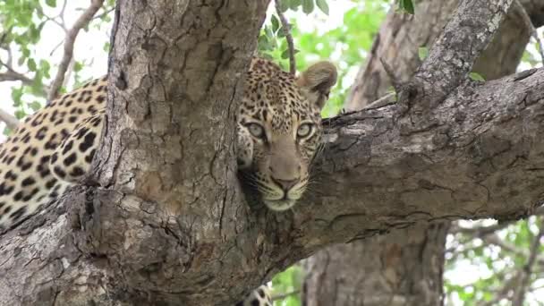 Leopard Big Beautiful Expressive Eyes Relaxes Tree Africa — Vídeo de stock