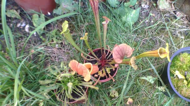 Carnivorous Plants Seen One Drosera Small Sarracenia Long Narrow Pitchers — Stok video
