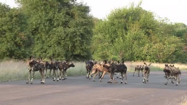 Pack African Wild Dogs Also Known Painted Dogs Moving Together — Video