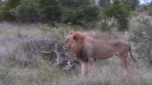 Male Lion Roaring Vocalizing Wild Africa Wide Side View Day — Video Stock