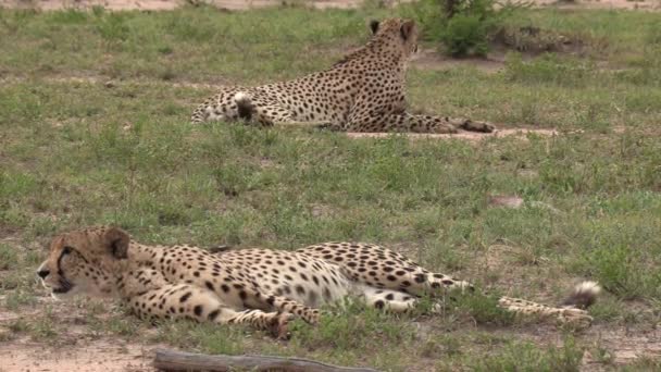Cheetah Brothers Relax Warm African Sun — Stock video