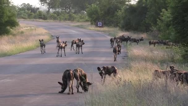 Large Pack Wild Dogs Walking Tarred Road — Vídeo de stock