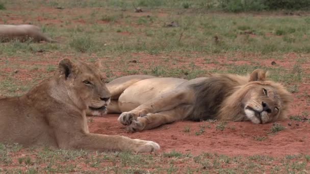 Lions Resting Dirt Reserve African Spurfowl Forage Background — Video