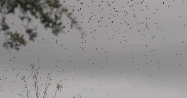 Tree Thousands Birds Migrating — Video Stock