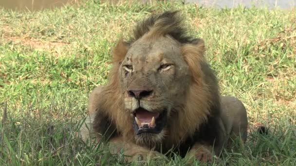 Male Lion Panting Heavily Hot African Summer Sun — Vídeo de stock