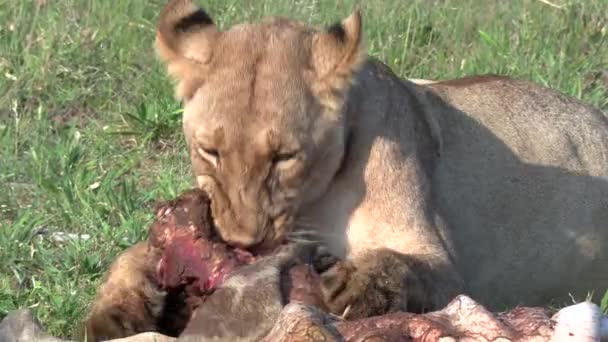 Lioness Feeding Giraffe Daytime Africa — ストック動画