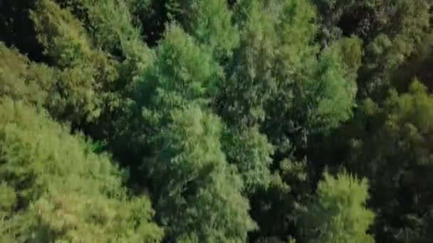 Вид Зеленый Лес Эстонии Высоты Птичьего Полета — стоковое видео