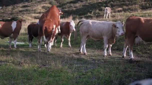 Bull Cow Breeding Beautiful Meadow Val Gardena Italy Cows Grazing — Stockvideo