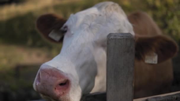 Cow Having Servere Itching Standing Next Fence Val Gardena Italy — Video