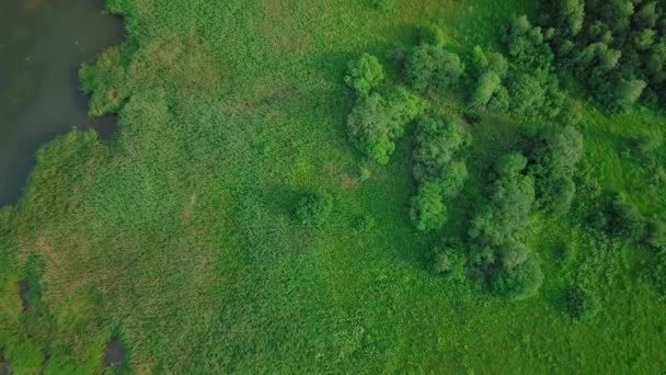 Vista Olhos Pássaros Banco Gramado — Vídeo de Stock