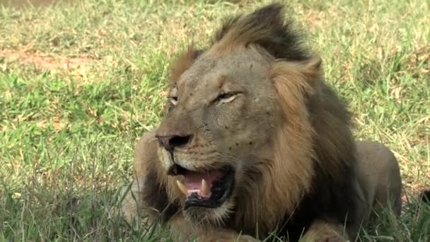 Static Close Male Lion Panting Heavily Hot Summer Day — Vídeos de Stock
