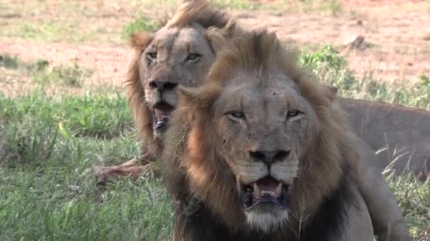 Lion Brothers Rest Shade One Lazily Plops Lie — Vídeo de Stock