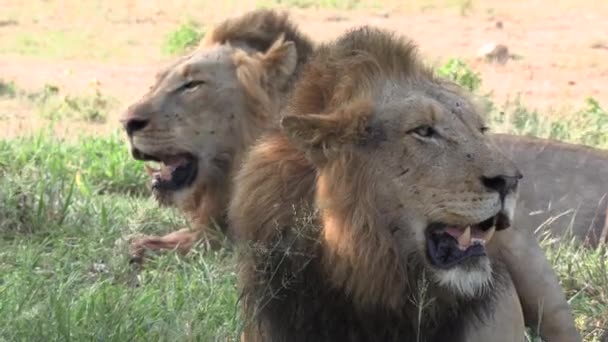 Two Male Lions Sit Panting Shade Hot Day Africa — 비디오