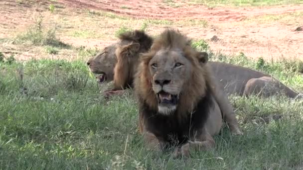 Wide Shot Two Male Lions Sitting Panting Shade Hot Day — 비디오