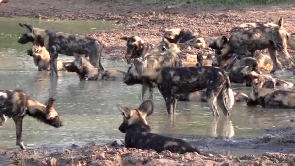 Велика Зграя Африканських Диких Собак Відпочиває Охолоджується Разом Маленькій Сковороді — стокове відео