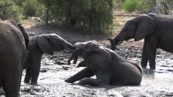 Young Elephants Playing Mud Wallow Hot Day South Africa — Stockvideo