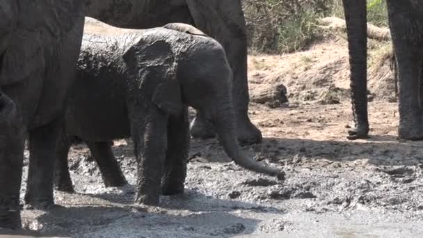 Close Young Elephant Moving Trunk Mud Wallow Gimbal Shot — Wideo stockowe