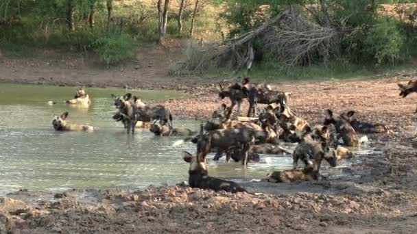Wide Shot Large Pack African Wilddogs Resting Cooling Together Small — Video