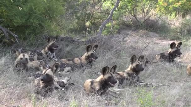 Gimbal Πυροβολισμό Της Αφρικής Άγρια Σκυλιά Αναπαύονται Μαζί — Αρχείο Βίντεο