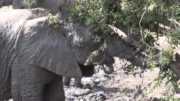 Close Young Elephant Rubbing Head Full Mud Tree Gimbal Shot — Video